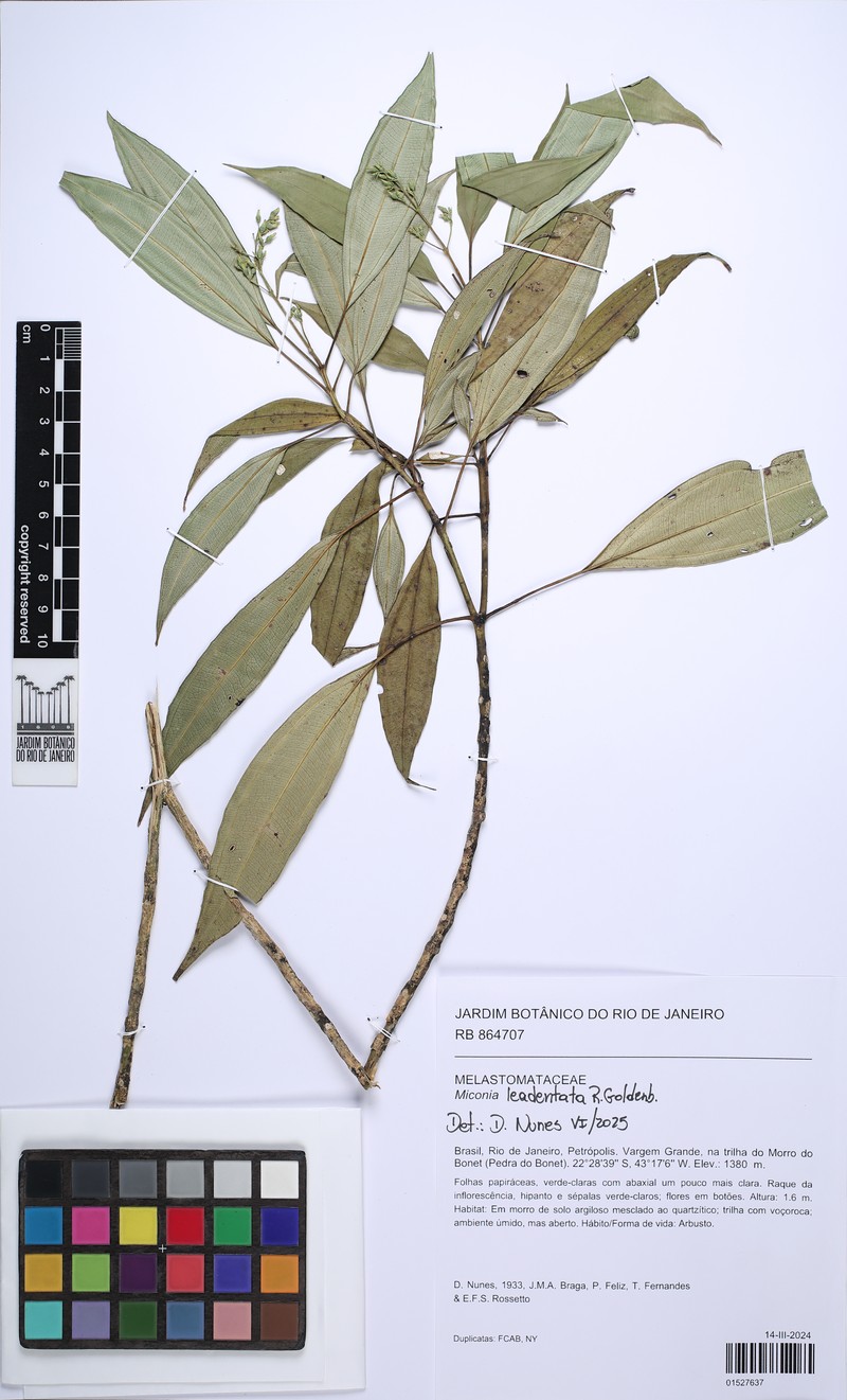 Miconia leadentata photo 5