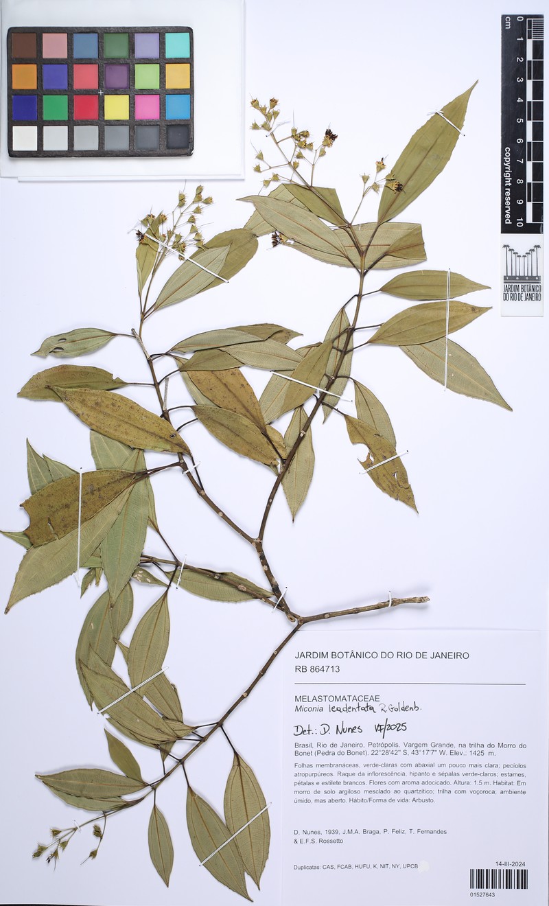 Miconia leadentata photo 6