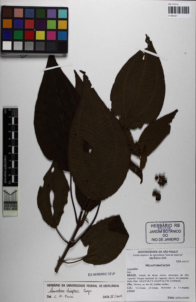 Miconia leadispar