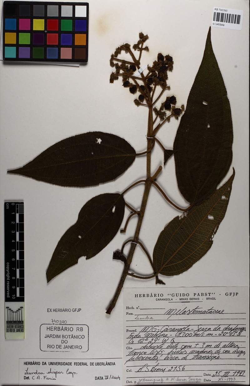 Miconia leadispar photo 2