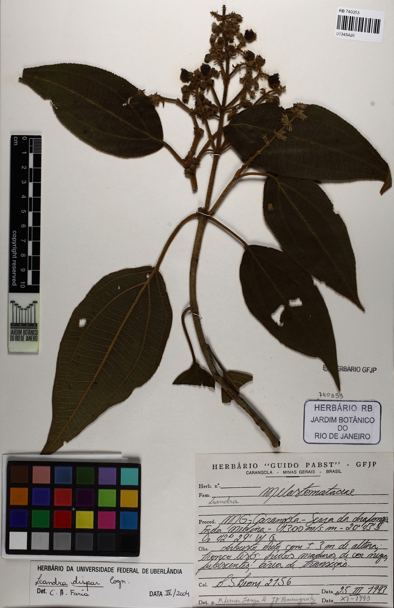 Miconia leadispar photo 3