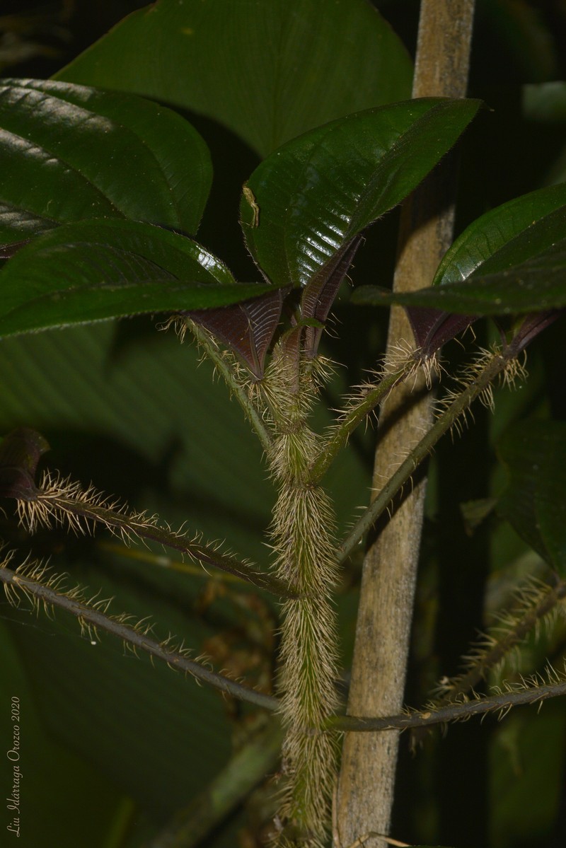 Miconia leaechinata photo 2