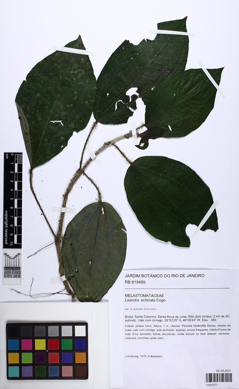 Miconia leaechinata photo 3