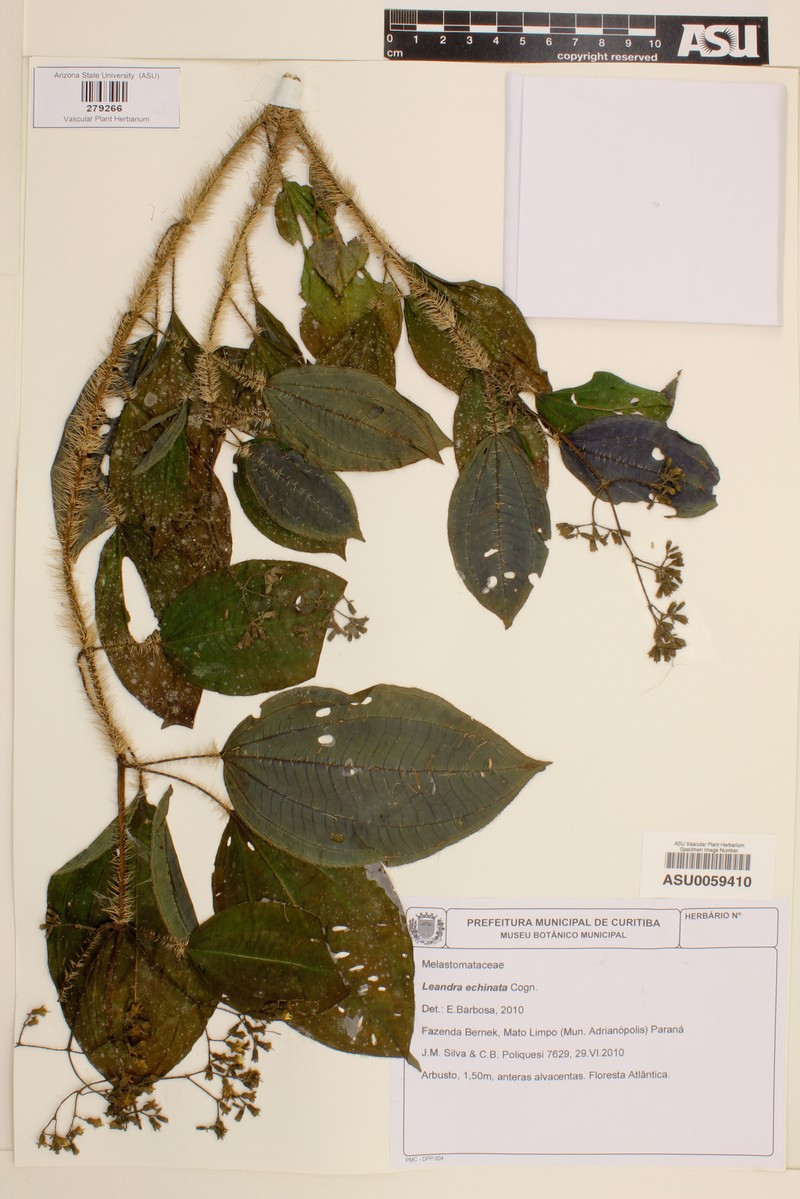 Miconia leaechinata photo 4