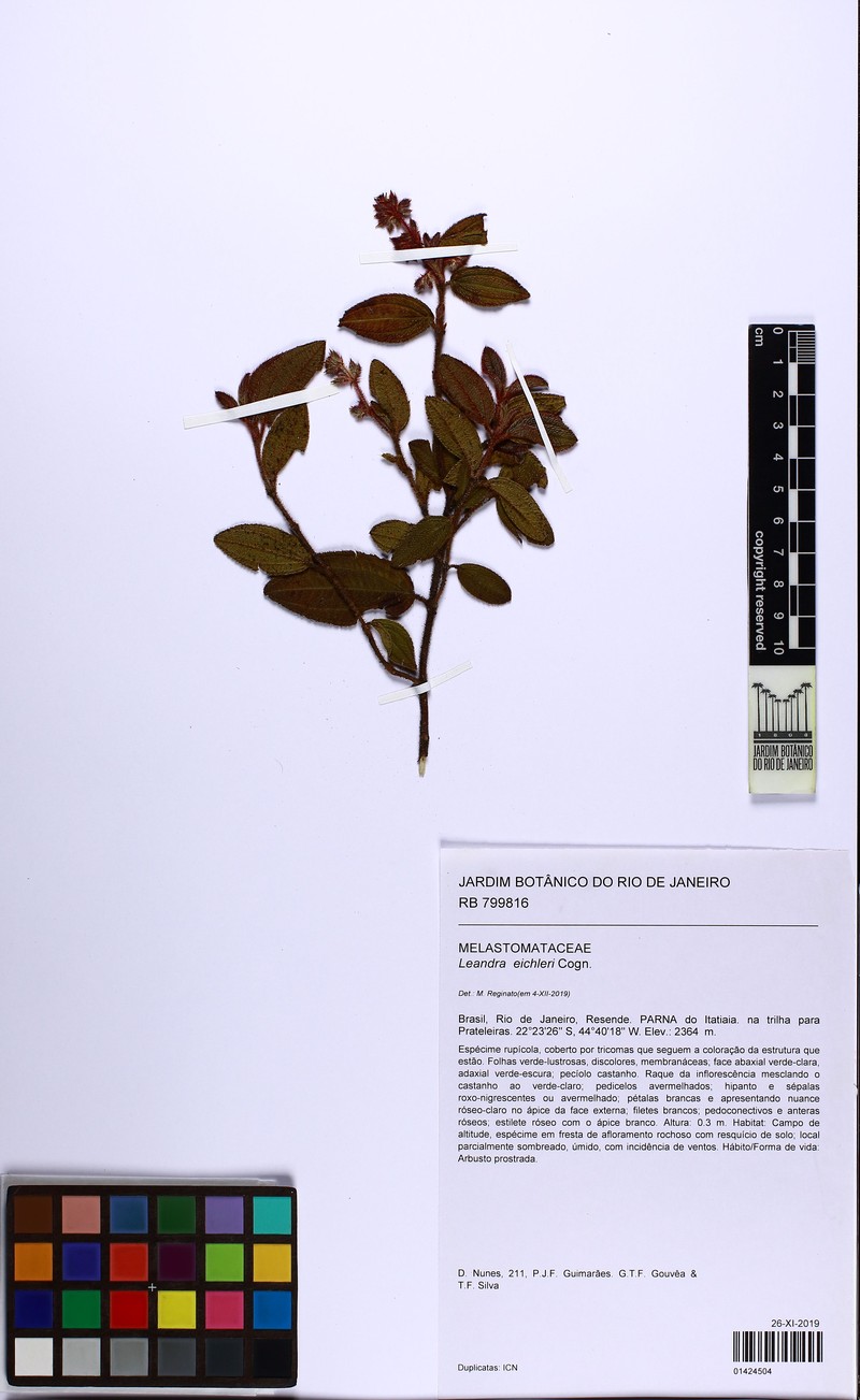 Miconia leaeichleri