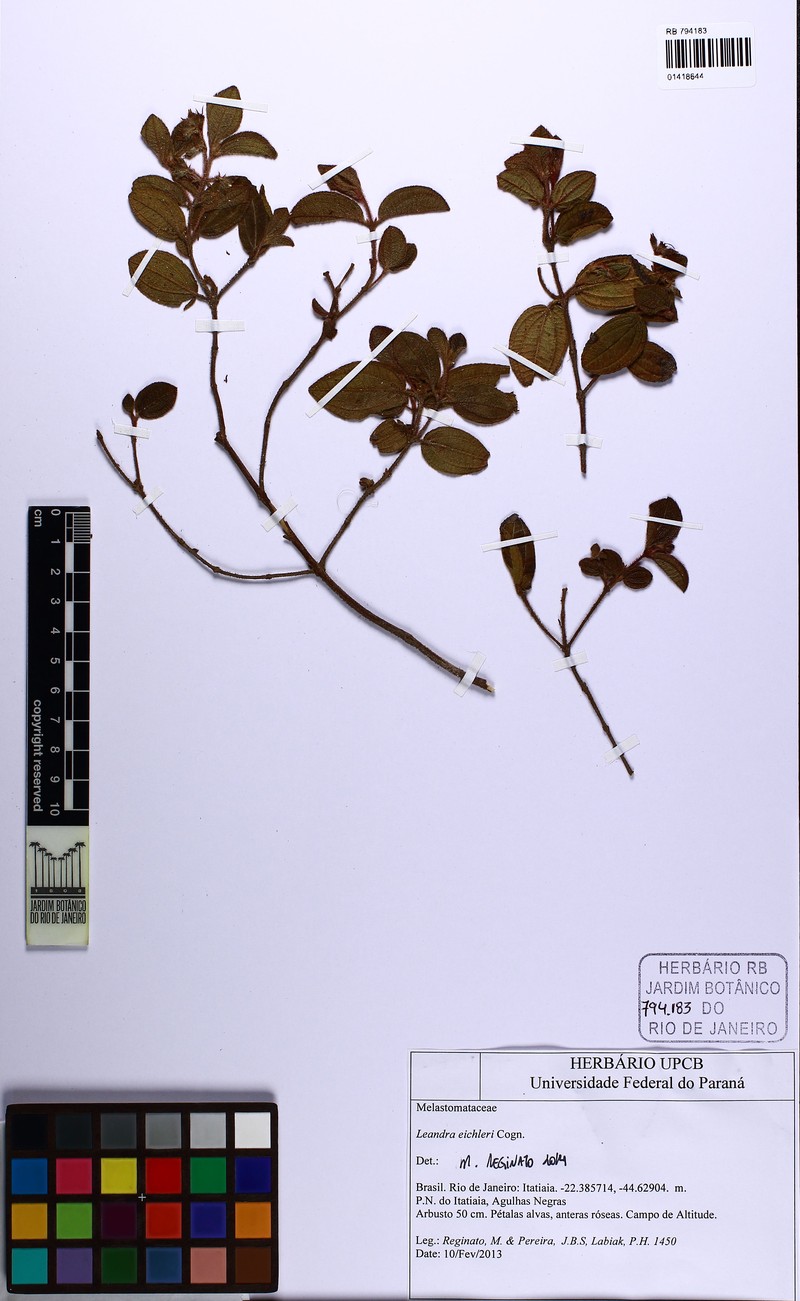Miconia leaeichleri photo 2