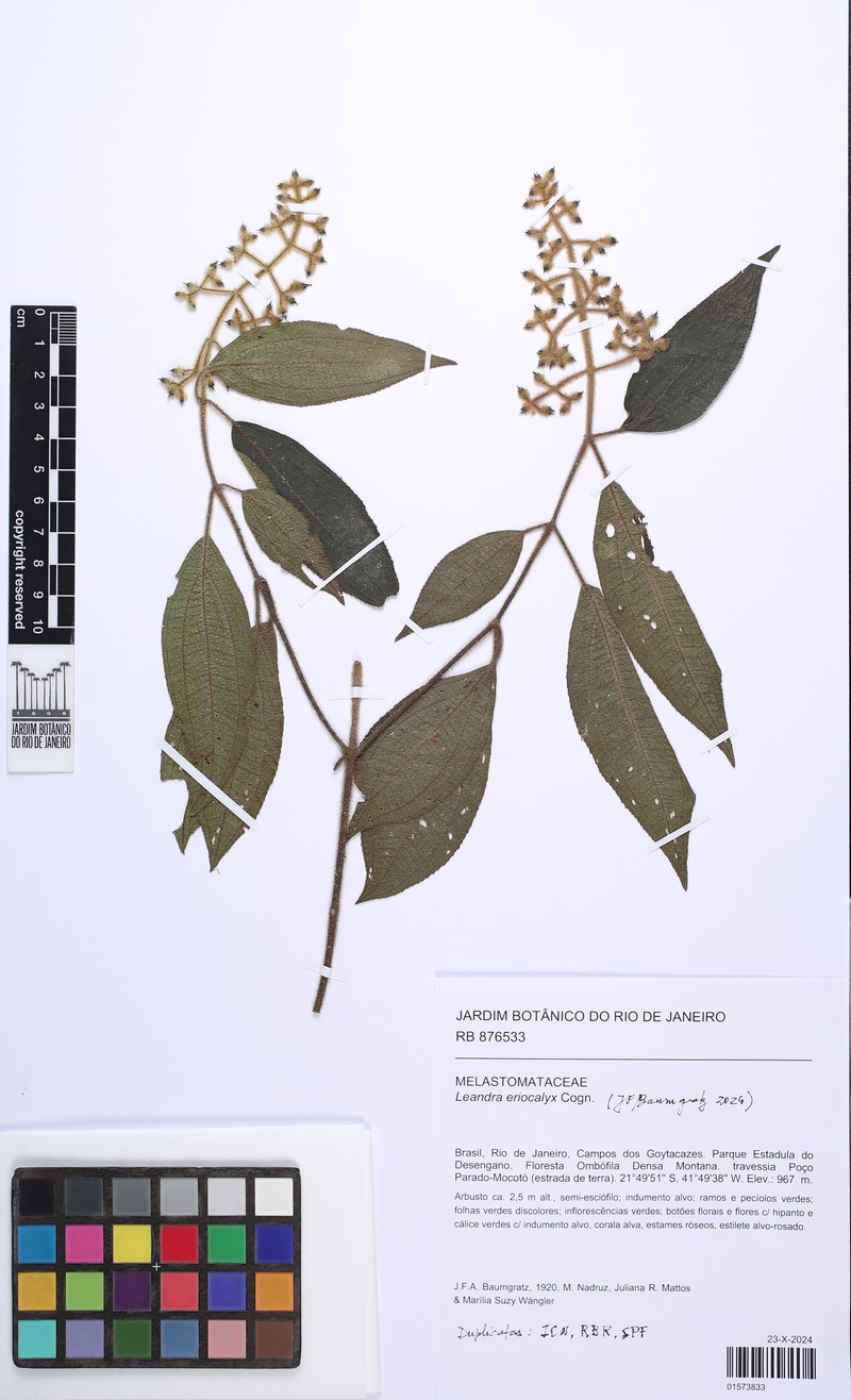 Miconia leaeriocalyx