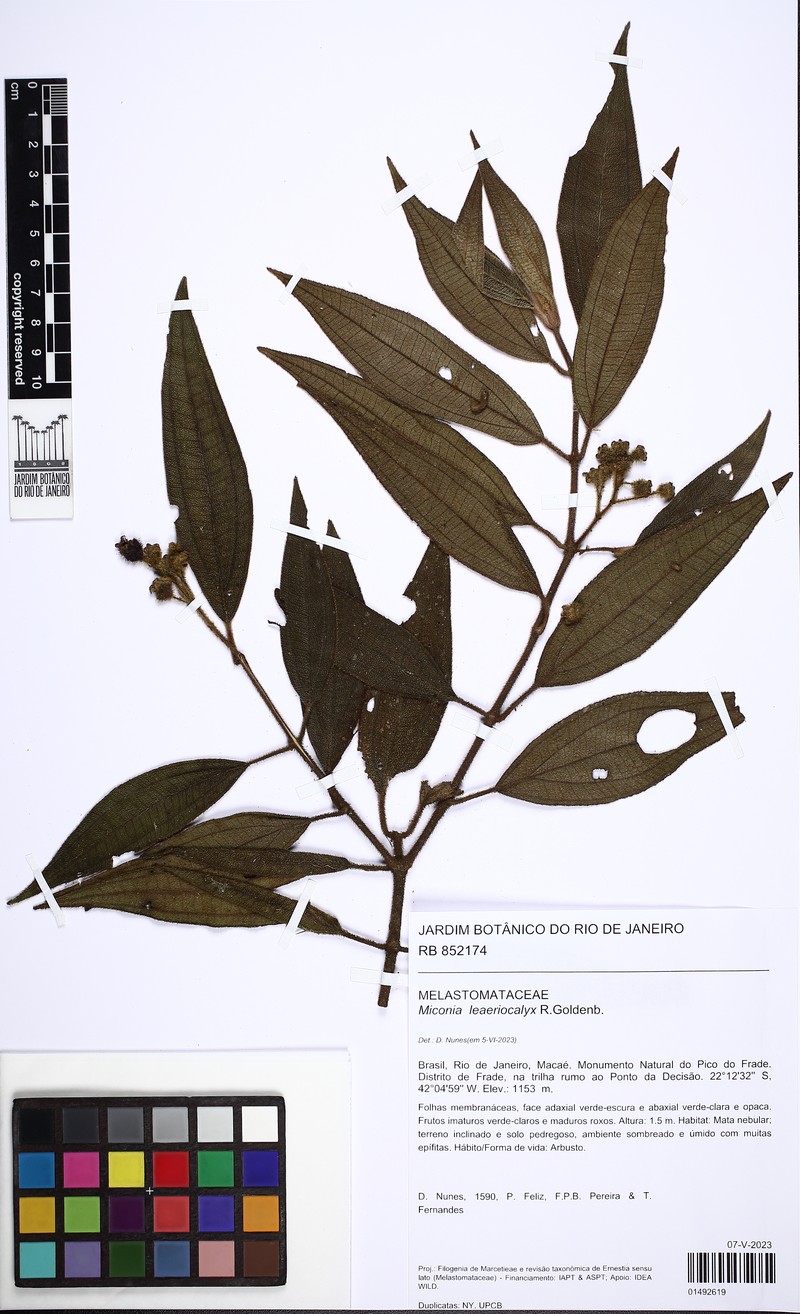 Miconia leaeriocalyx photo 2