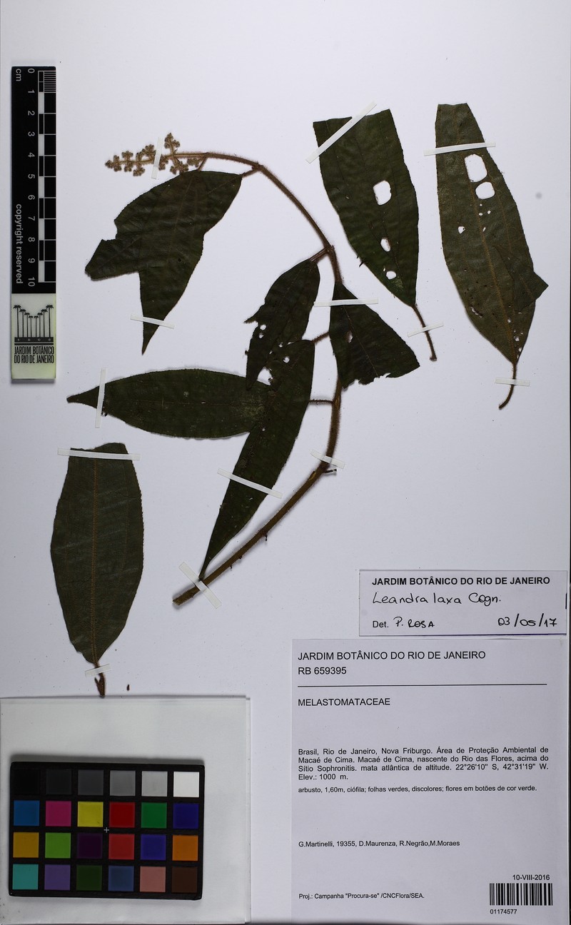 Miconia leaeriocalyx photo 4