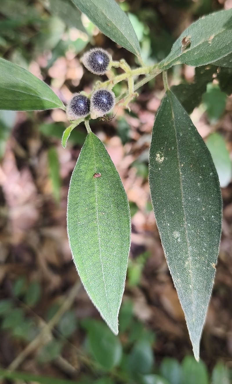 Miconia leafallax