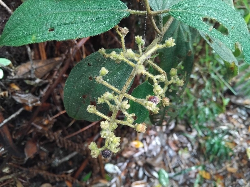Miconia leafallax photo 2