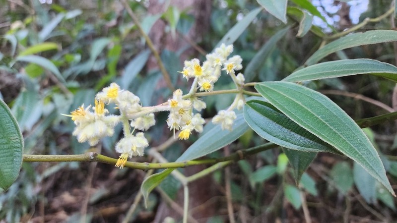 Miconia leafallax photo 3