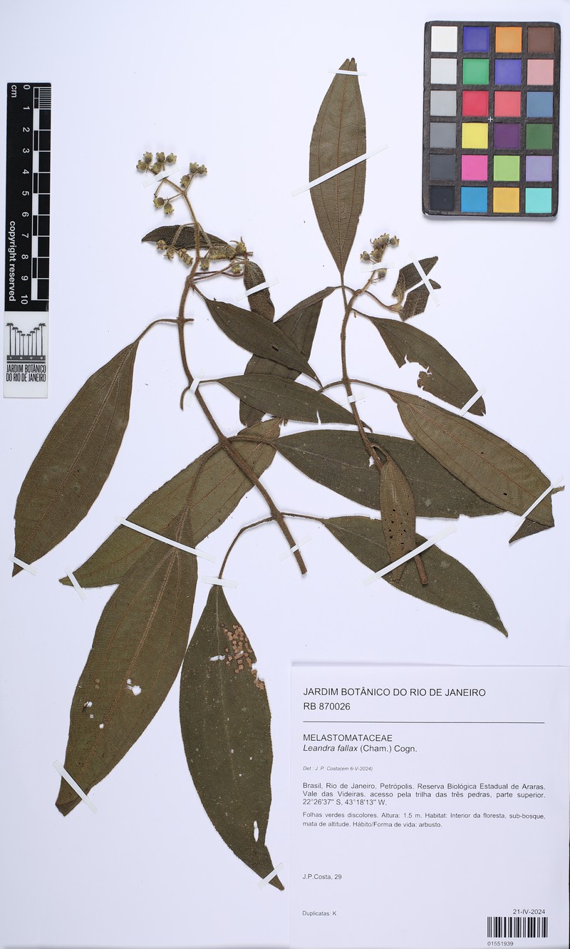 Miconia leafallax photo 5