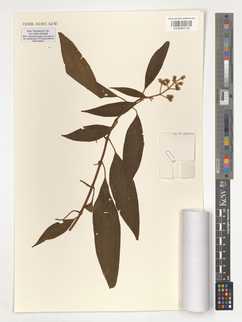 Miconia leafallax photo 6