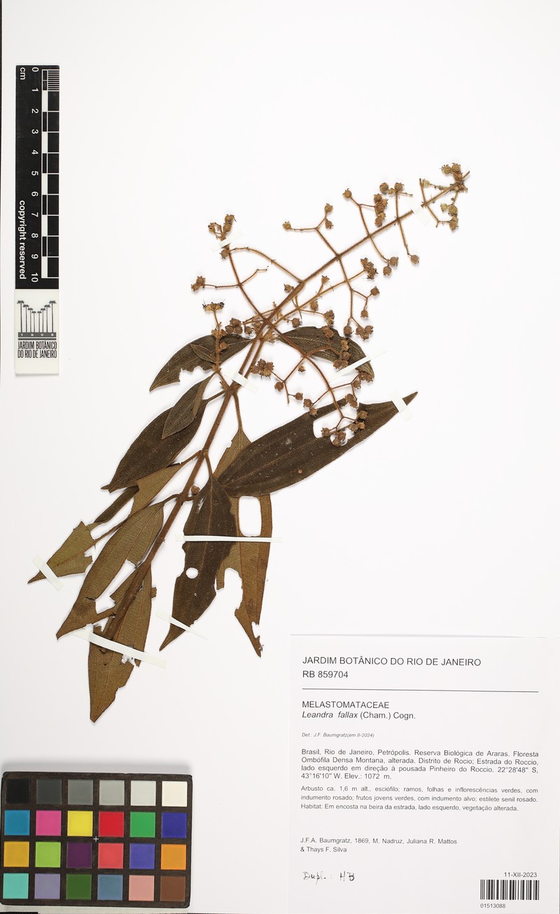 Miconia leafallax photo 7