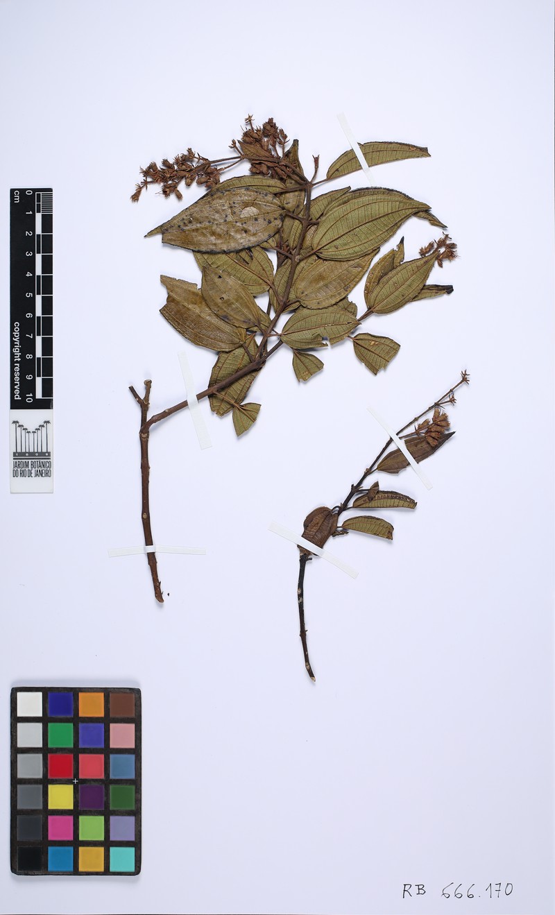 Miconia leaflavescens
