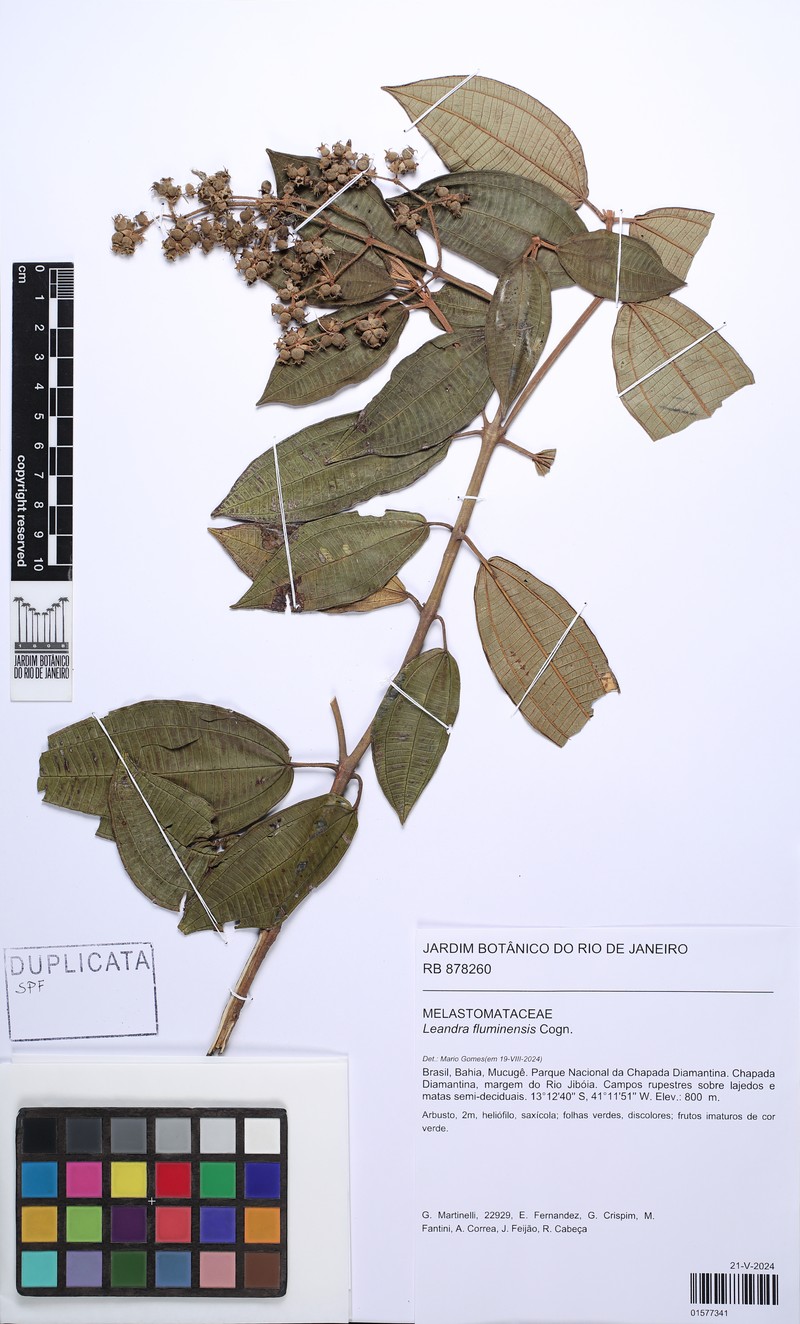 Miconia leafluminensis