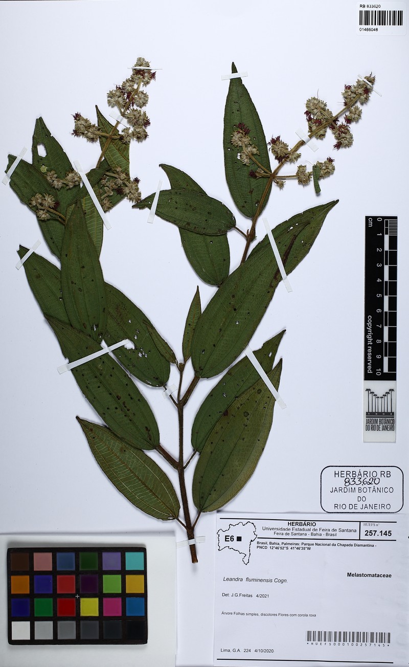 Miconia leafluminensis photo 2