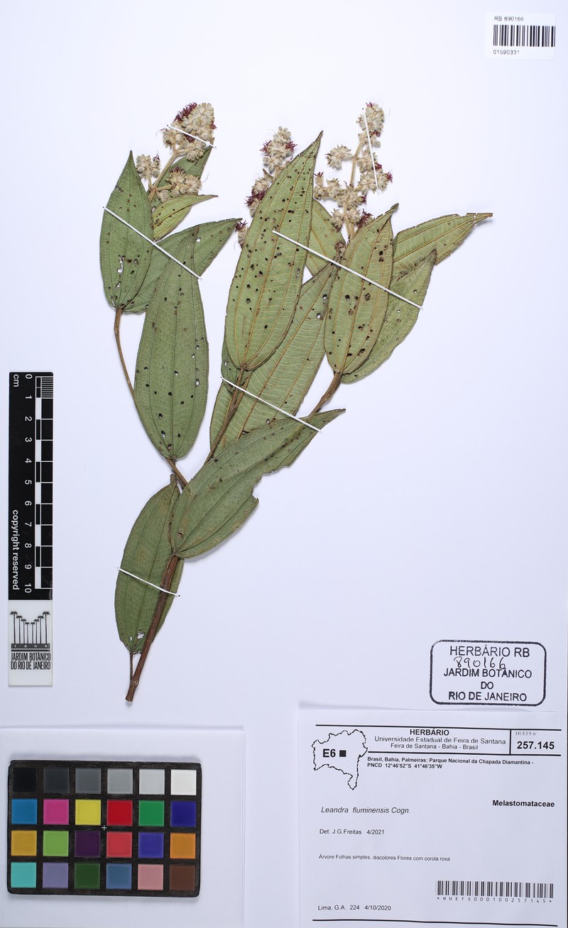 Miconia leafluminensis photo 3