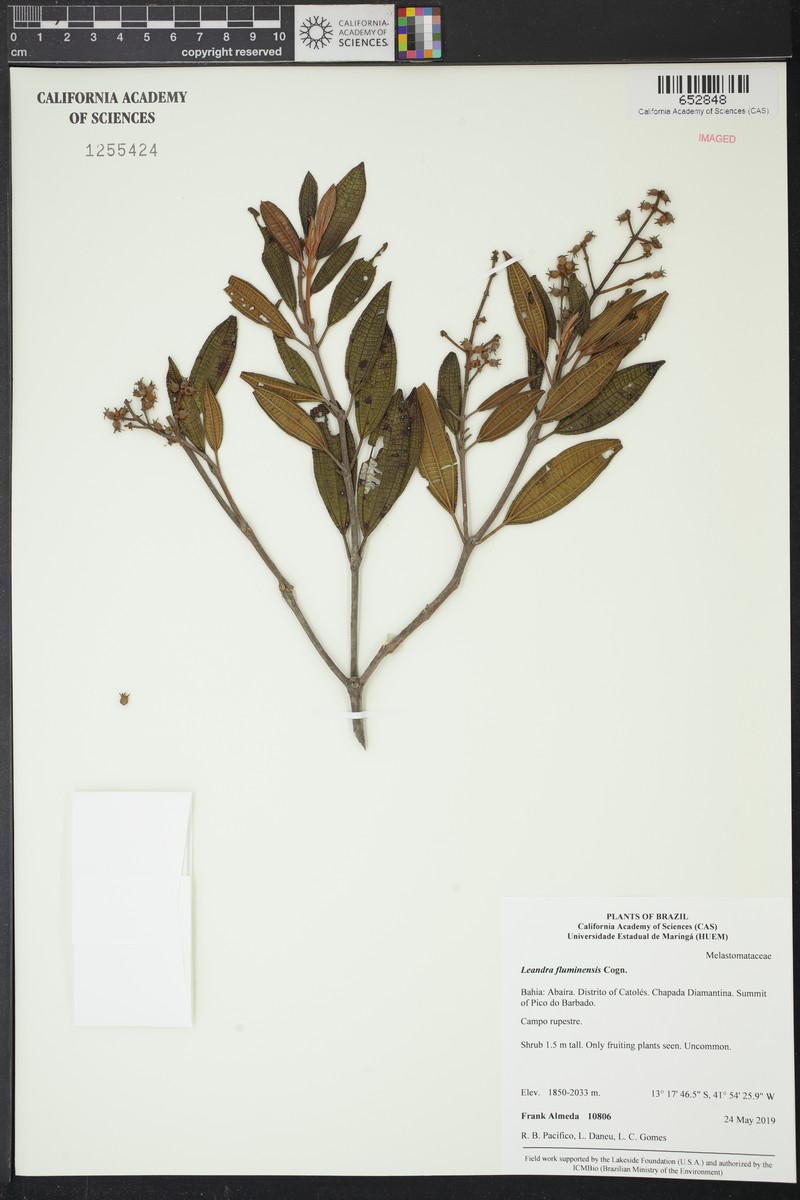 Miconia leafluminensis photo 4