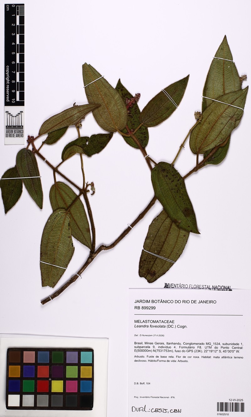 Miconia leafoveolata