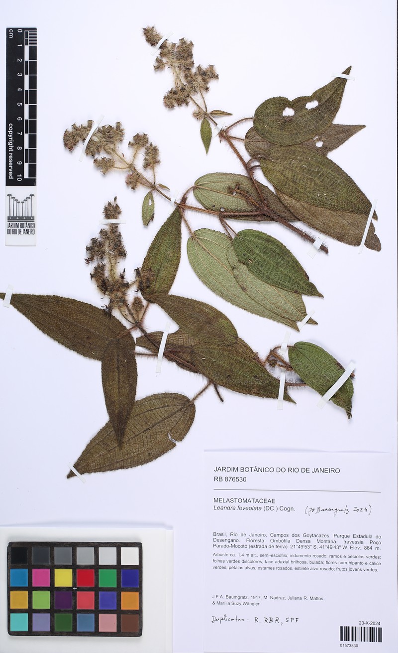 Miconia leafoveolata photo 2