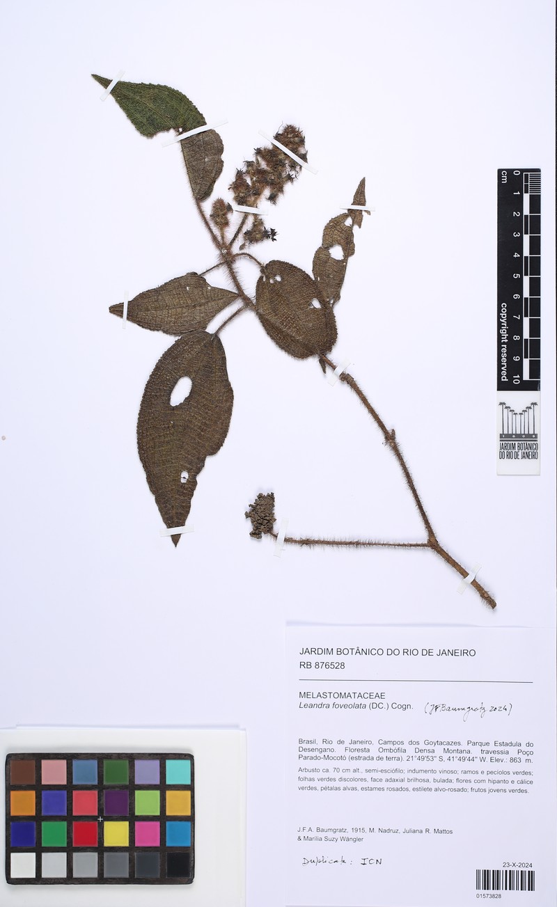 Miconia leafoveolata photo 3