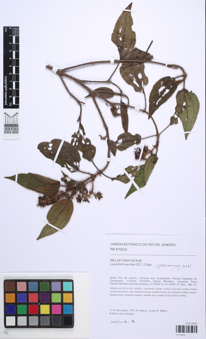 Miconia leafoveolata photo 4