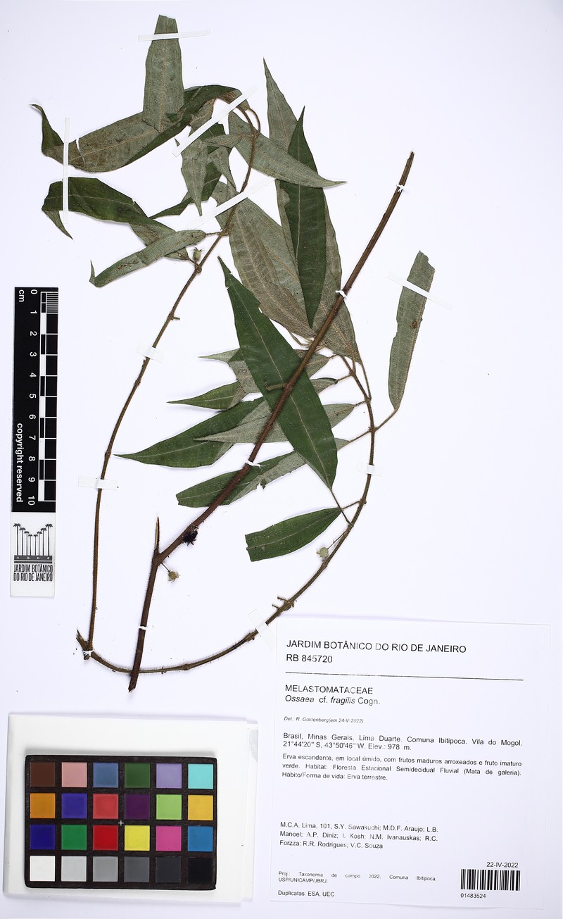 Miconia leafragilis