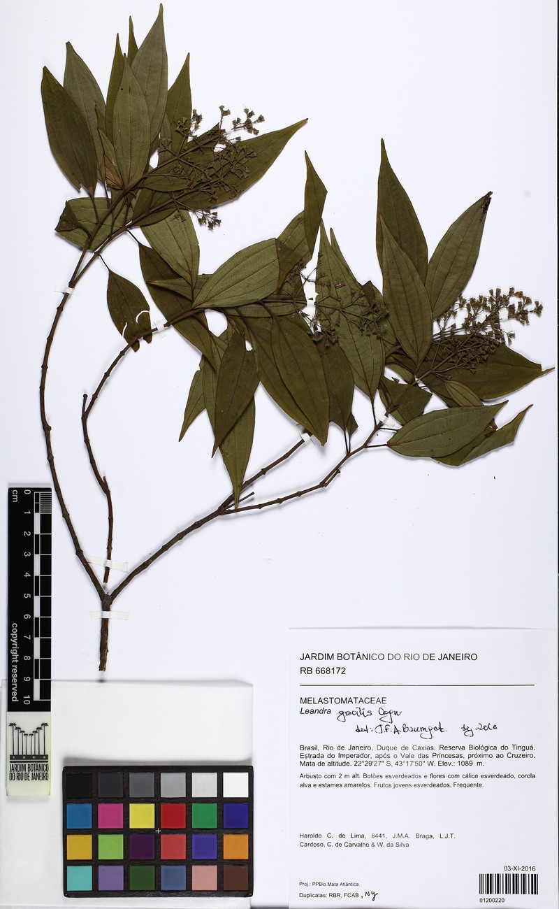 Miconia leagracilis