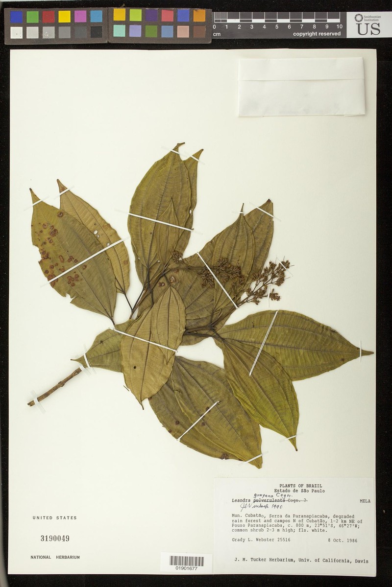Miconia leagrayana