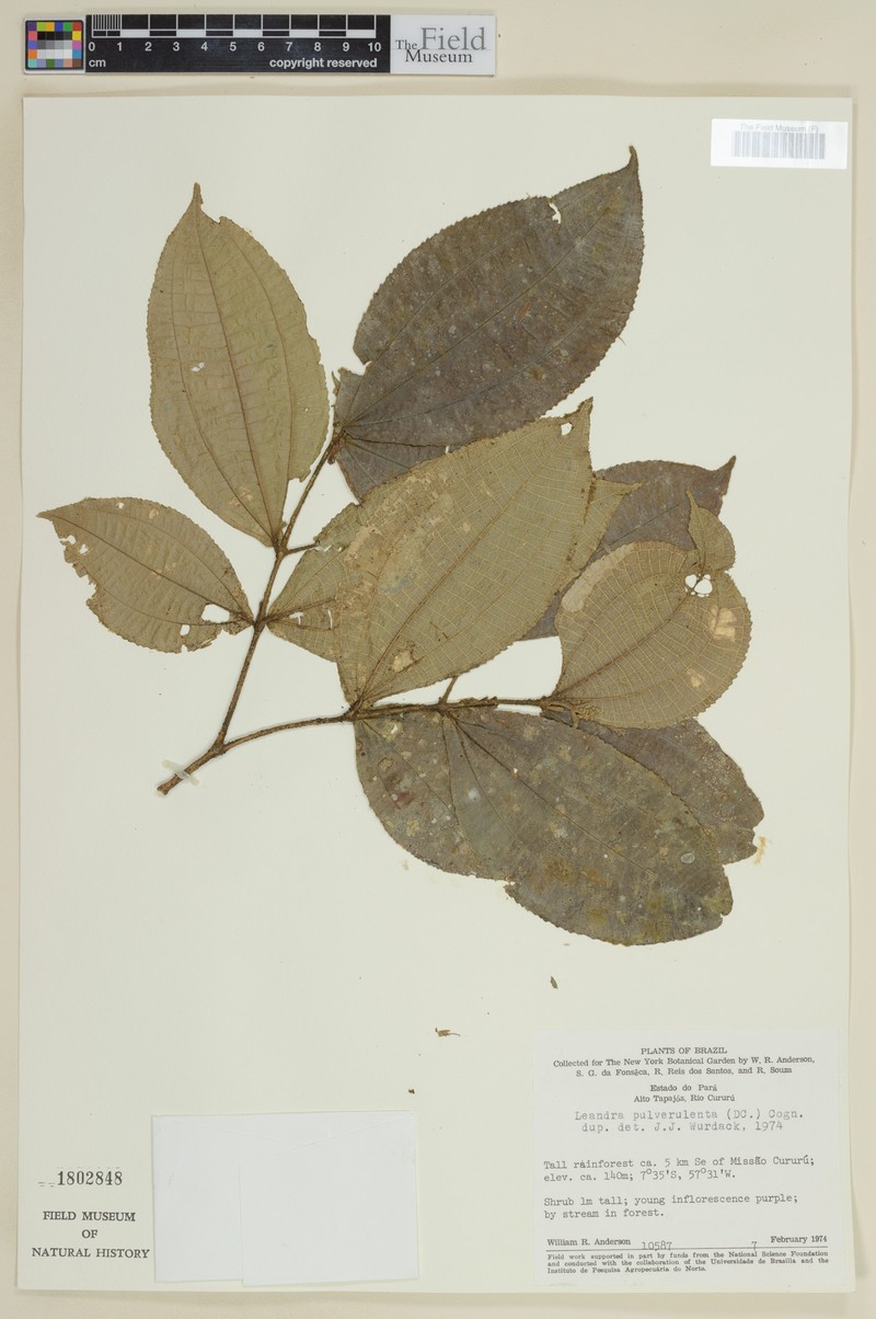 Miconia leagrayana photo 2