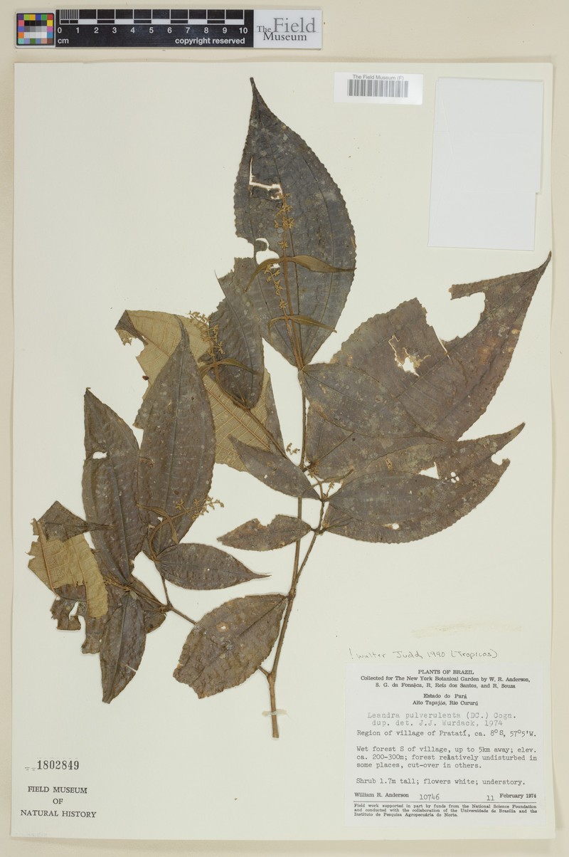 Miconia leagrayana photo 3