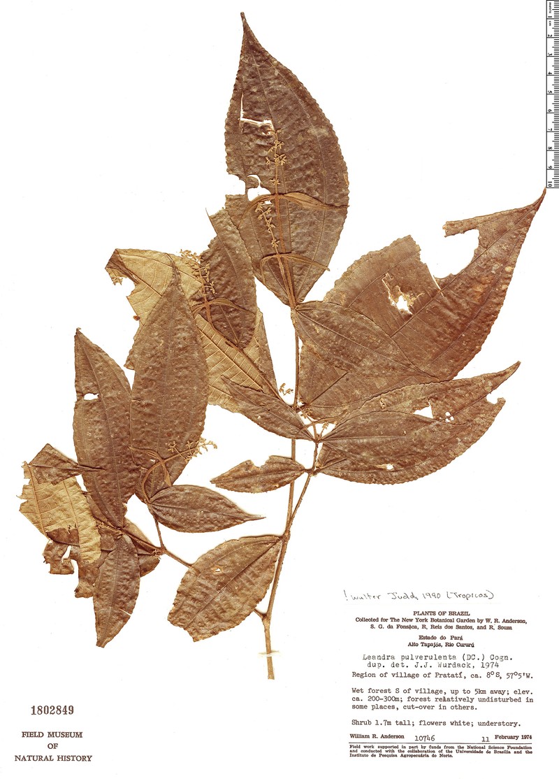 Miconia leagrayana photo 4