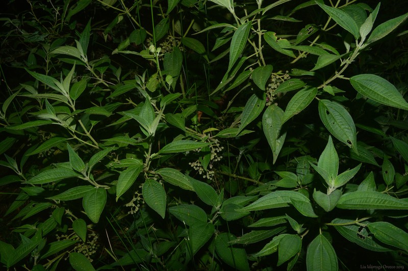 Miconia leahirtella