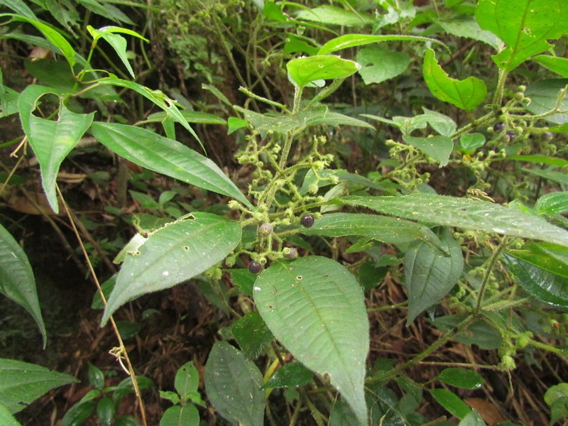 Miconia leahirtella photo 2