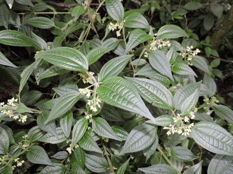 Miconia leahirtella photo 3