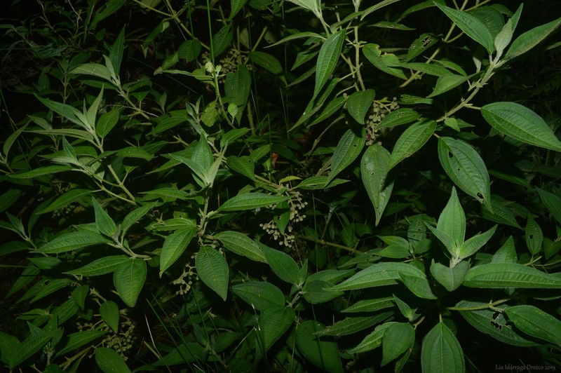 Miconia leahirtella photo 4