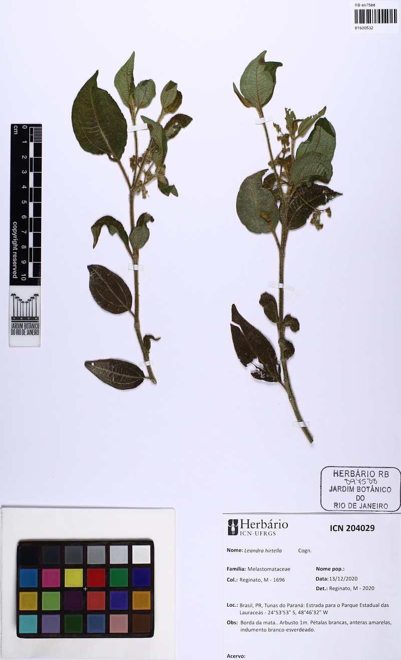 Miconia leahirtella photo 5