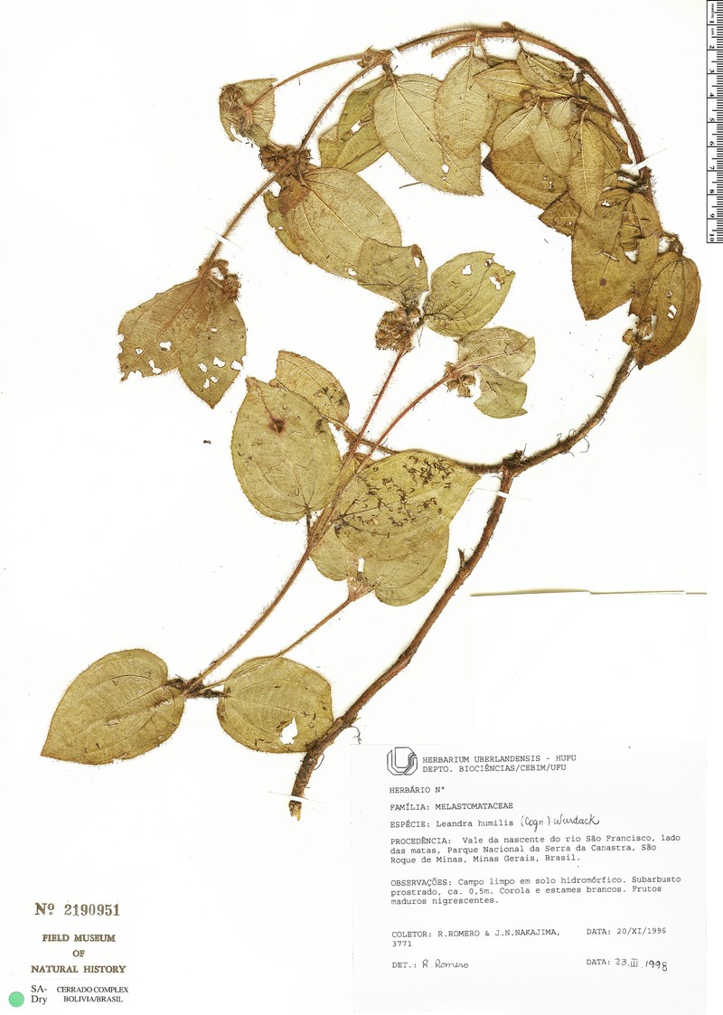 Miconia leahumilis