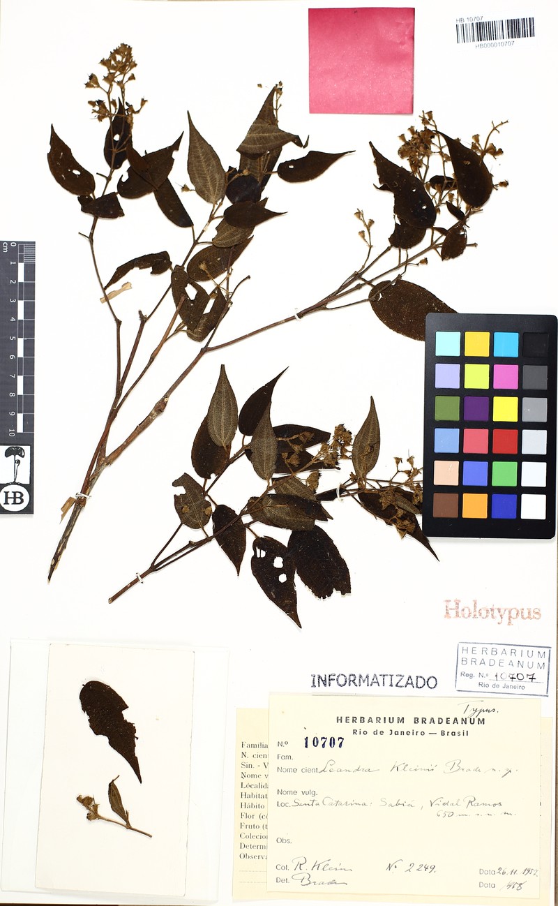 Miconia leakleinii