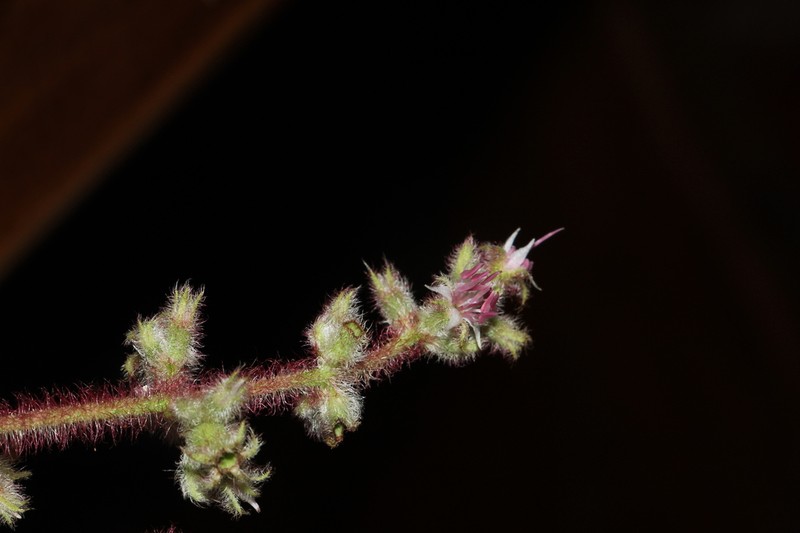 Miconia lealindeniana photo 2