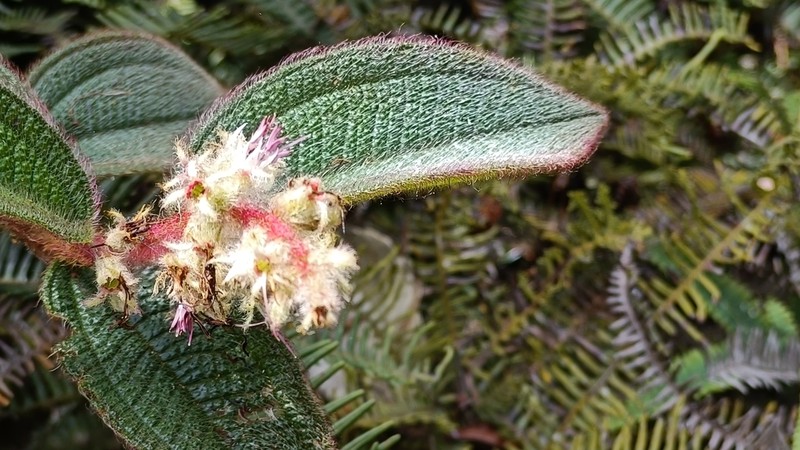 Miconia lealindeniana photo 3