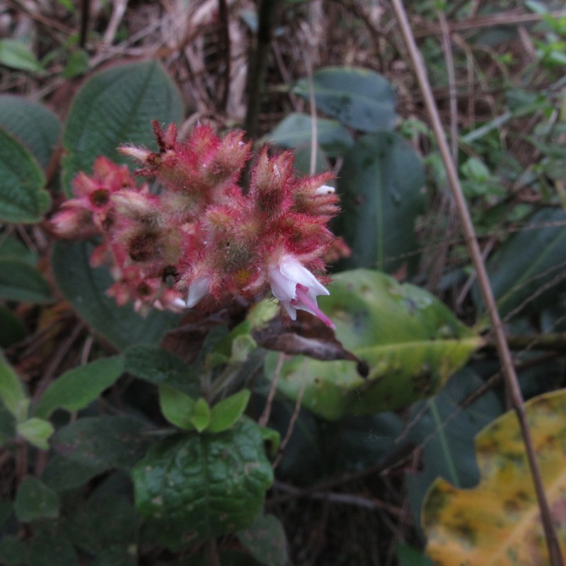 Miconia lealindeniana photo 5