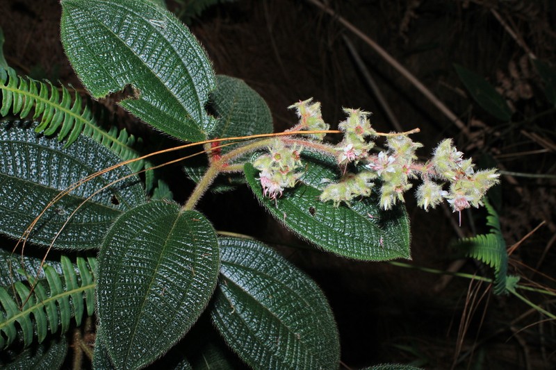 Miconia lealindeniana photo 6