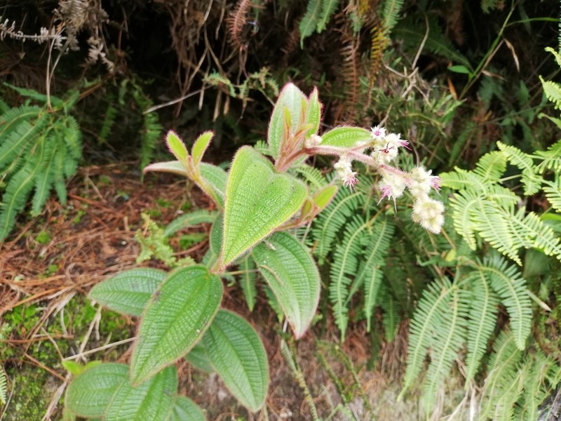 Miconia lealindeniana photo 7