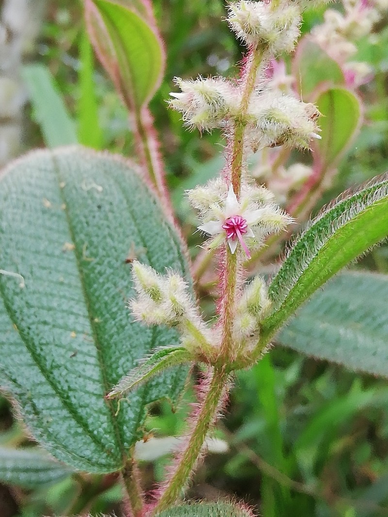 Miconia lealindeniana photo 8