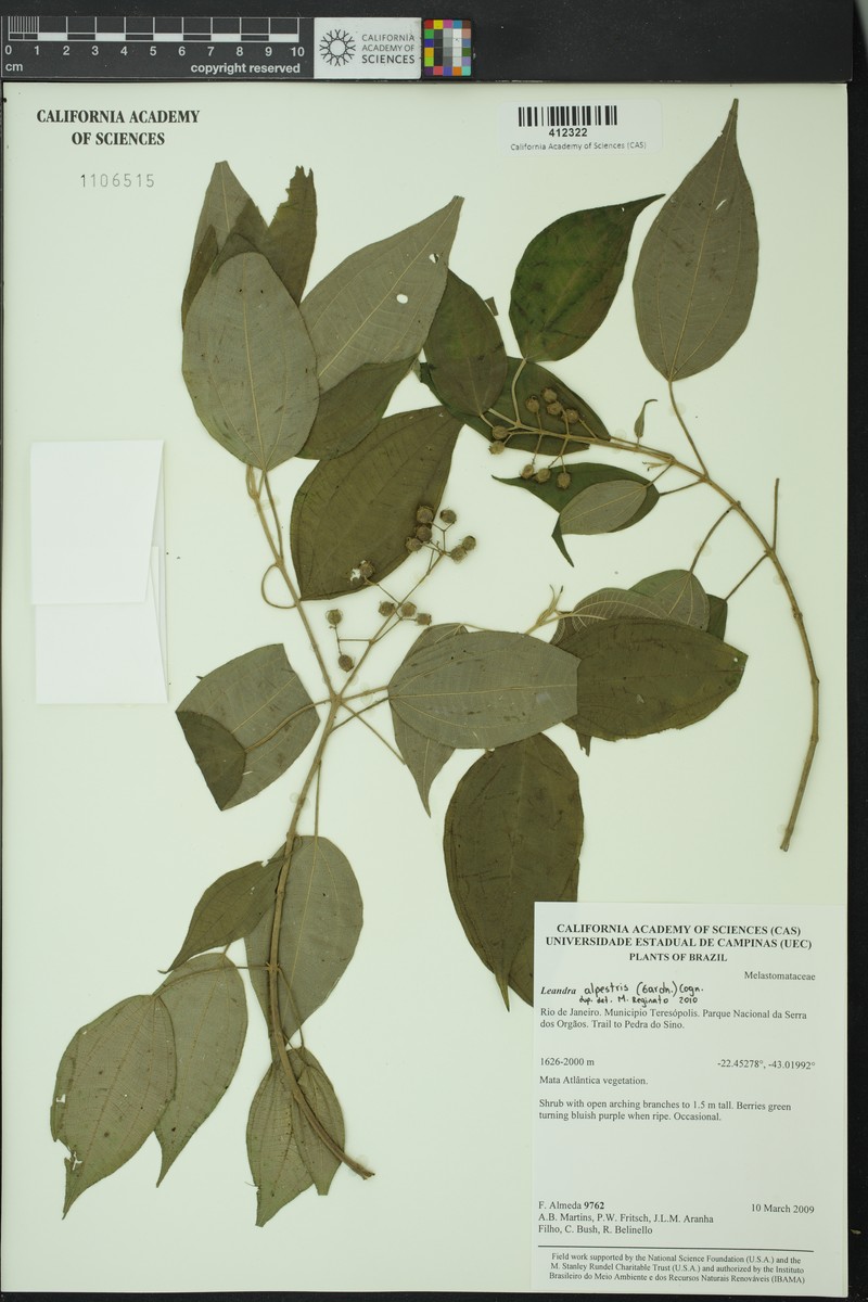 Miconia lealpestris