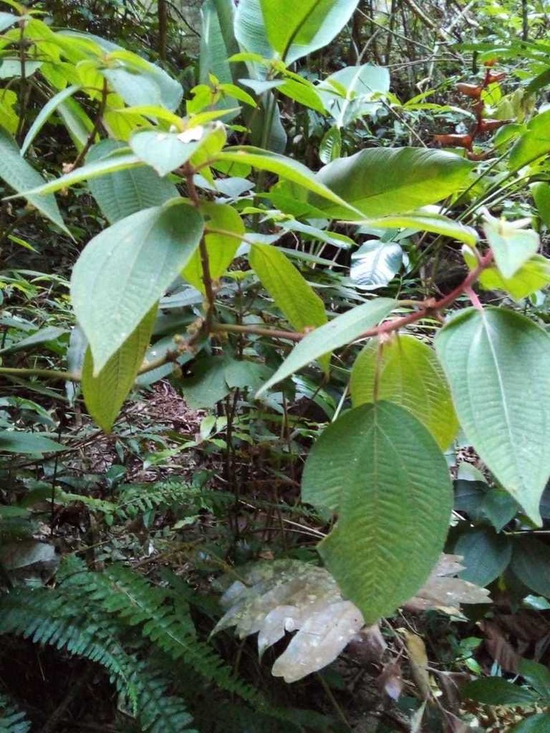 Miconia leamarginata