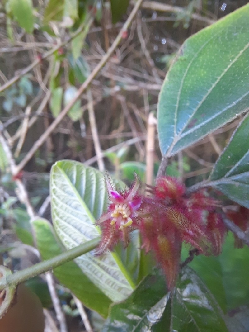 Miconia leamarginata photo 2